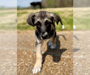 Shepradors Dogs for adoption in Lawrenceville, NJ, USA