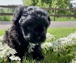 Puppy 2 Mal-Shi-Poodle (Toy) Mix