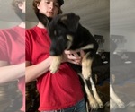 Small Photo #3 German Shepherd Dog Puppy For Sale in CLEARWATER, MN, USA