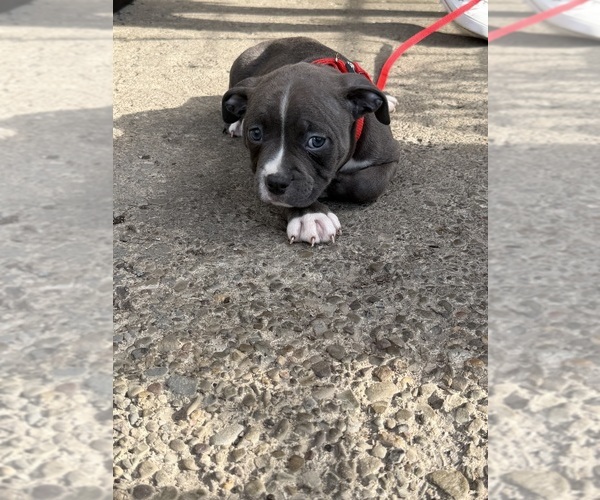 Medium Photo #5 American Bully Puppy For Sale in BUFFALO, NY, USA