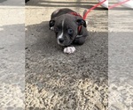Small #4 American Bully