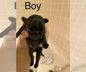 Pug Puppy for sale in ELLENVILLE, NY, USA