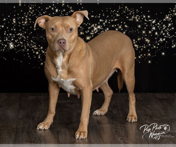 Medium Photo #1 Mutt Puppy For Sale in Claremore, OK, USA