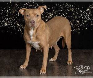 Mutt Dogs for adoption in Claremore, OK, USA