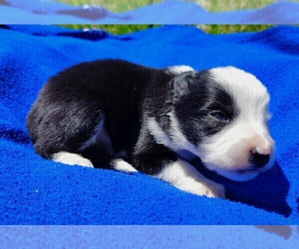 Medium Photo #14 Border Collie Puppy For Sale in NORBORNE, MO, USA