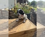 Puppy Lizzy Bernedoodle-Bluetick Coonhound Mix