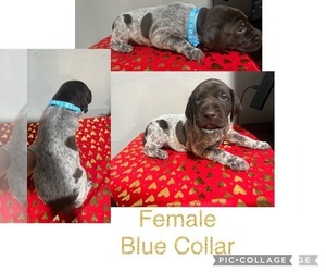 German Shorthaired Pointer Puppy for sale in ELNORA, IN, USA