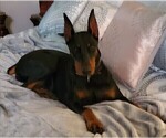 Small Photo #1 Doberman Pinscher Puppy For Sale in HOUSTON, TX, USA