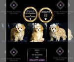 Puppy Midge F1B Maltipoo