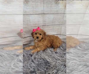 Goldendoodle (Miniature) Puppy for sale in INDIANAPOLIS, IN, USA