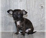 Small #25 Chihuahua