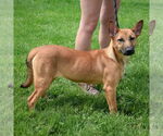 Small #1 German Shepherd Dog Mix