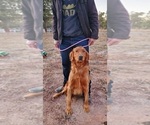 Small Photo #1 Golden Mountain Dog Puppy For Sale in BLACK FOREST, CO, USA