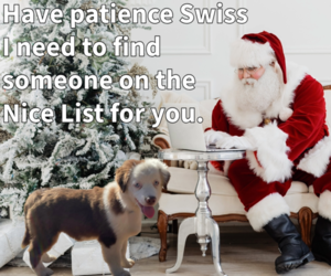 Miniature American Shepherd Puppy for sale in GARYSBURG, NC, USA