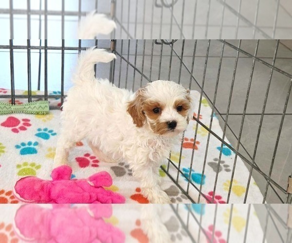 Medium Photo #7 Cavapoo (Miniature)-Poodle (Toy) Mix Puppy For Sale in ORO VALLEY, AZ, USA