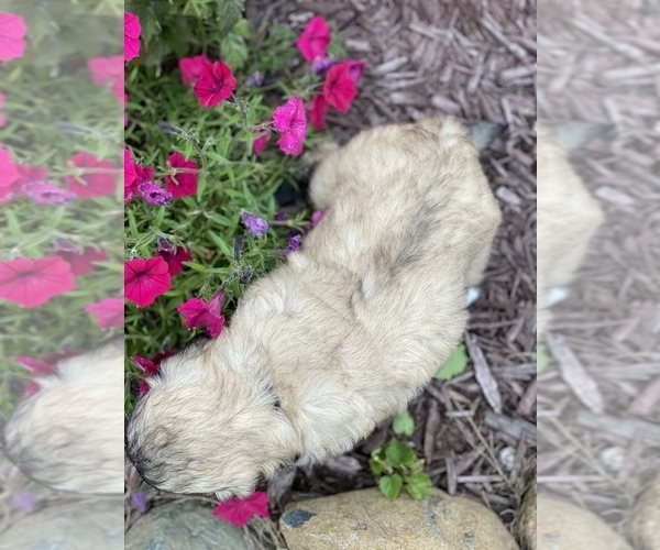 Medium Photo #3 Great Pyrenees-Poodle (Miniature) Mix Puppy For Sale in BOWLING GREEN, OH, USA