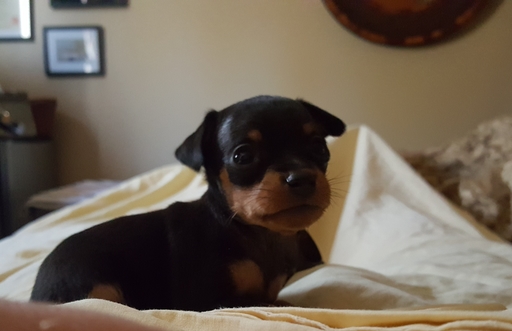 Medium Photo #9 Miniature Pinscher Puppy For Sale in BULGER, PA, USA