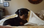 Small Photo #9 Miniature Pinscher Puppy For Sale in BULGER, PA, USA