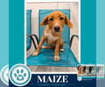Small #1 Labrador Retriever Mix