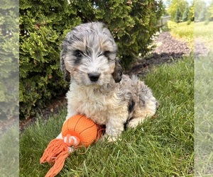 Cockapoo Puppy for sale in MIDDLEBURY, IN, USA