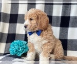 Small Photo #8 Labradoodle Puppy For Sale in LAKELAND, FL, USA