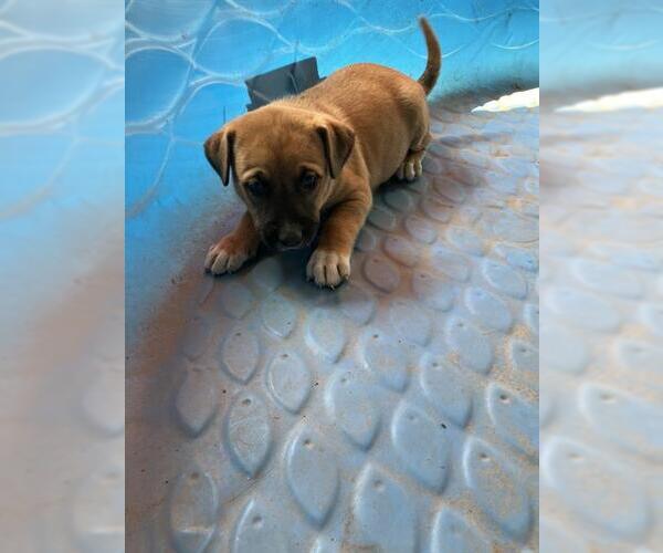 Medium Photo #1 American Pit Bull Terrier-Unknown Mix Puppy For Sale in Conroe, TX, USA