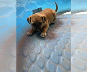 American Pit Bull Terrier-Unknown Mix Dogs for adoption in Conroe, TX, USA