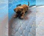 Small American Pit Bull Terrier Mix