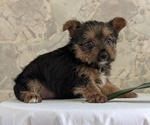 Small Photo #29 Yorkshire Terrier Puppy For Sale in GOSHEN, IN, USA