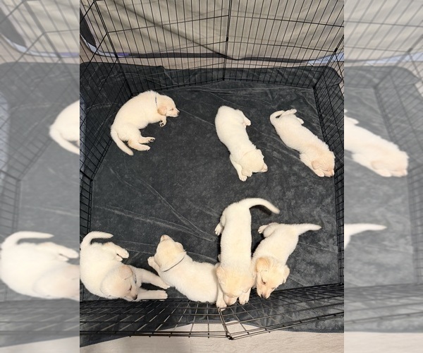 Medium Photo #2 German Shepherd Dog Puppy For Sale in PORT RICHEY, FL, USA