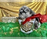 Small #15 French Bulldog