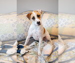 Small Photo #8 Bull Terrier-Pointer Mix Puppy For Sale in Oakhurst, NJ, USA