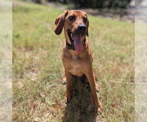 Medium Photo #12 Mutt Puppy For Sale in Vail, AZ, USA