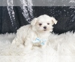 Small #5 Maltese