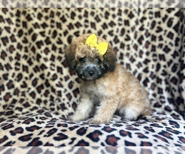 Medium Photo #4 Cavapoo Puppy For Sale in LAKELAND, FL, USA