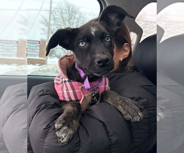 Medium Photo #3 Border Collie-Siberian Husky Mix Puppy For Sale in GILBERTS, IL, USA