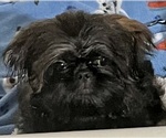 Small Photo #5 Shih Tzu Puppy For Sale in SPG VALLEY LK, CA, USA