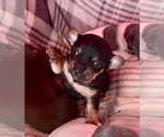 Small Photo #2 Rat Terrier Puppy For Sale in WHITAKERS, NC, USA