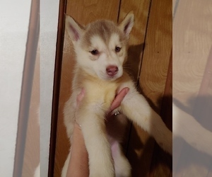 Siberian Husky Puppy for sale in ARLINGTON, VT, USA