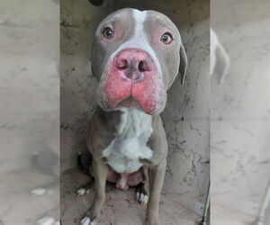 American Staffordshire Terrier-Unknown Mix Dogs for adoption in St. Cloud, FL, USA