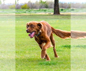 June Carter - Female Golden Shepherd Dog for Adoption - Photo #7