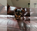 Small Photo #2 Yorkshire Terrier Puppy For Sale in ODESSA, TX, USA