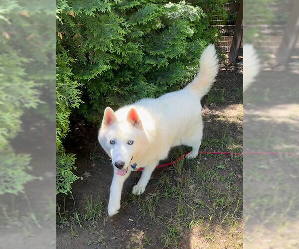 Medium Photo #2 Siberian Husky Puppy For Sale in Cumming, GA, USA