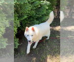 Small #1 Siberian Husky