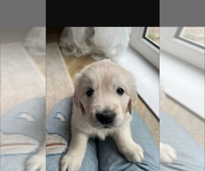 English Cream Golden Retriever Puppy for sale in TAMPA, FL, USA