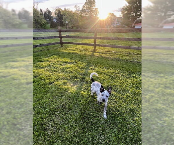 Medium Photo #2 Mutt Puppy For Sale in Garden City, NY, USA