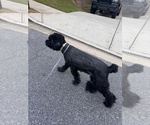 Small #4 Schnauzer (Giant)