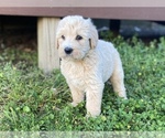 Small Photo #6 Labradoodle Puppy For Sale in CANON, GA, USA
