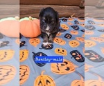 Puppy Bentley Australian Shepherd