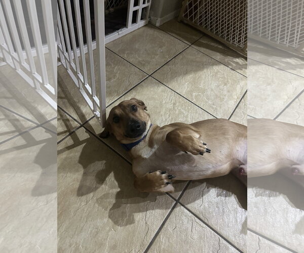 Medium Photo #4 Dachshund-Unknown Mix Puppy For Sale in Chandler, AZ, USA